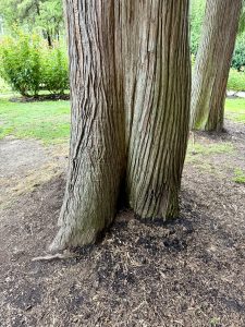 The textured base of a majestic cedar tree with reddish-brown bark and a forked trunk. Captured under soft daylight at the International Rose Test Garden, Portland. 
