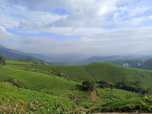 A lush green landscape of rolling tea plantations in Kerala, India, under a partly cloudy sky.
