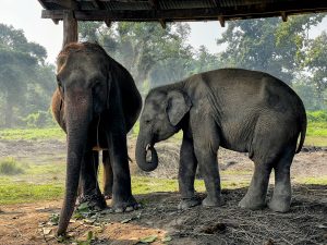 A large adult elephant and a smaller young elephant, stand under a wooden shelter in a clearing with a dense forest in the background.