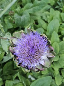 Purple artichoke flower in full bloom with spiky petals. The plant stands out against a green leafy background. Photo taken at Pittock Mansion, Portland. 