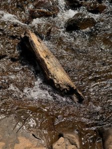 A weathered log lies in a gently flowing stream, sunlight dancing on the rippling water. Taken at Columbia River Gorge National Scenic Area, Oregon. 