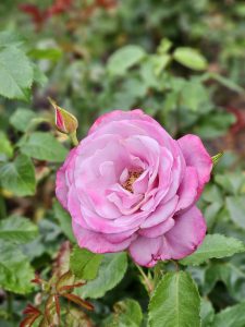 A delicate light pink rose with darker edges, glowing in the evening light. Captured at the International Rose Test Garden, Portland, in the evening. 
