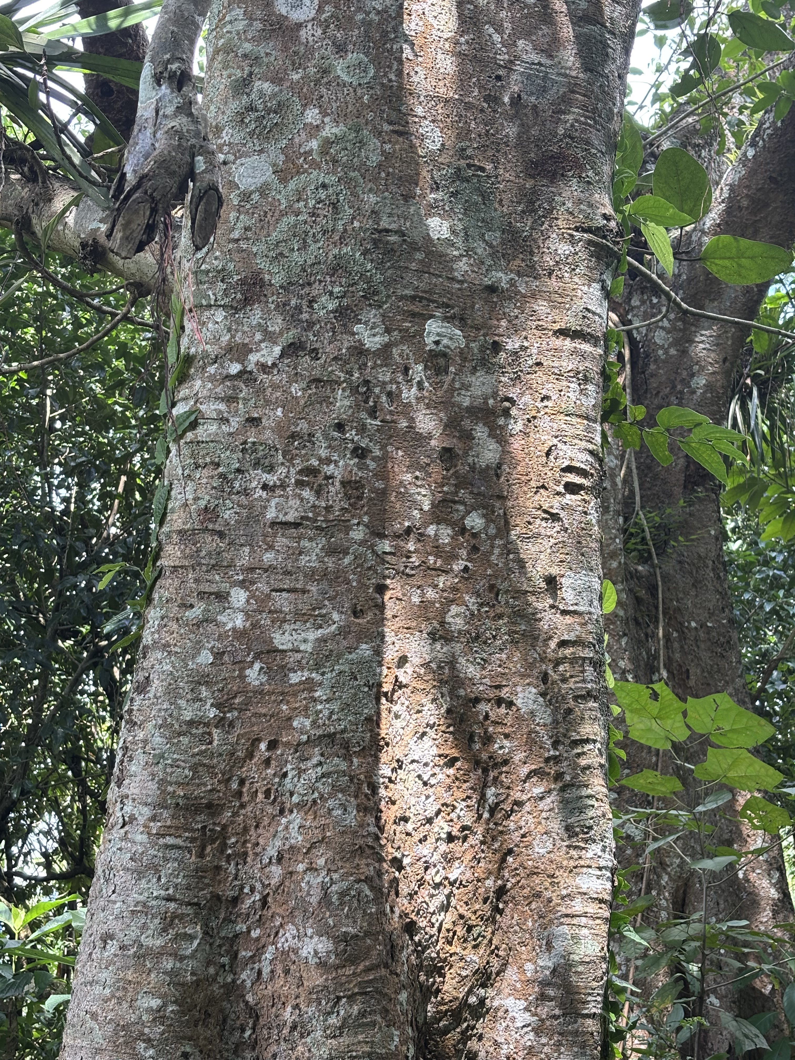 A close-up of a moss- and lichen-covered tree trunk, with dappled light filtering through lush forest foliage.