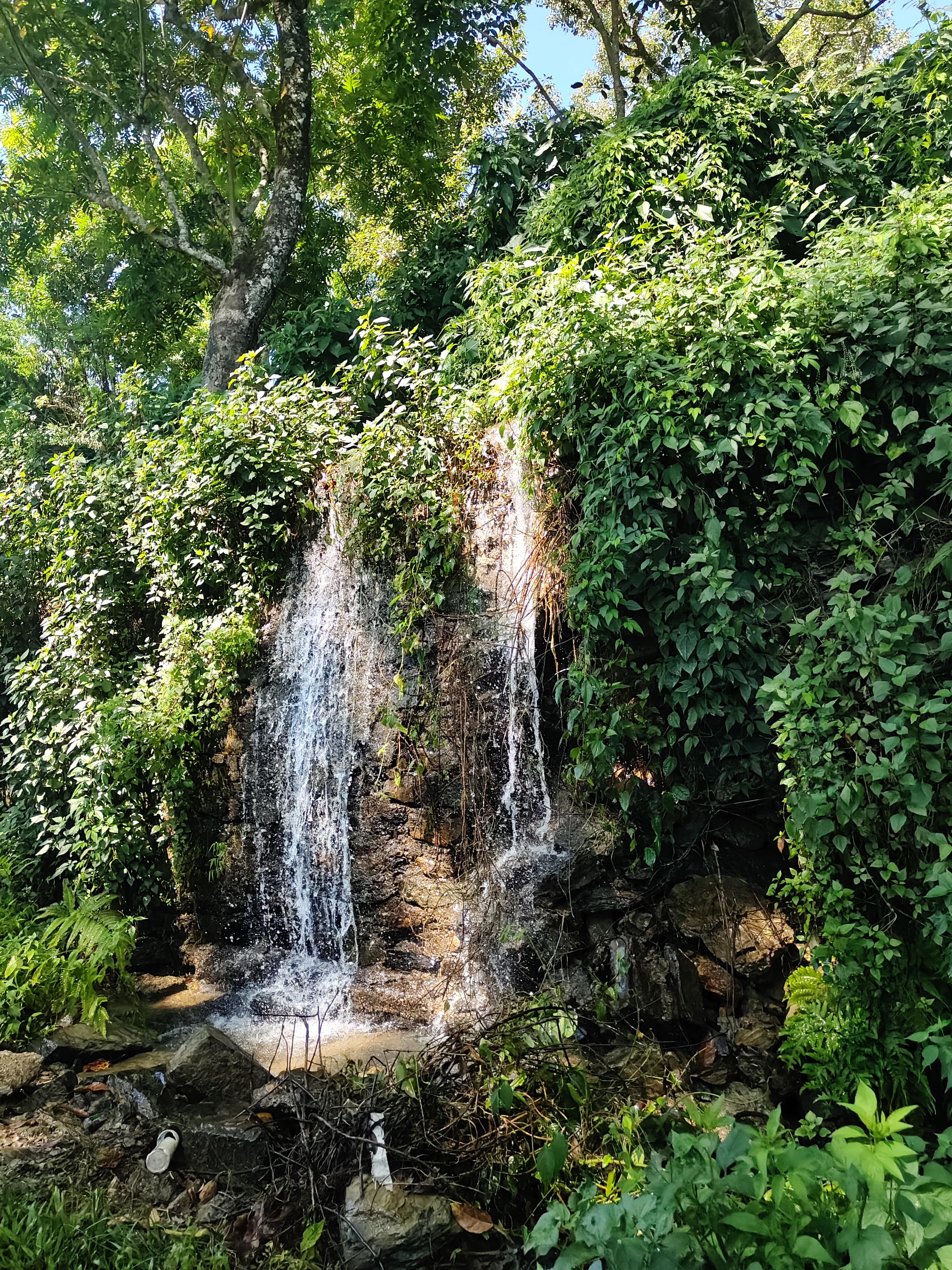 A serene waterfall cascades over a rocky surface, surrounded by lush greenery and various types of foliage.