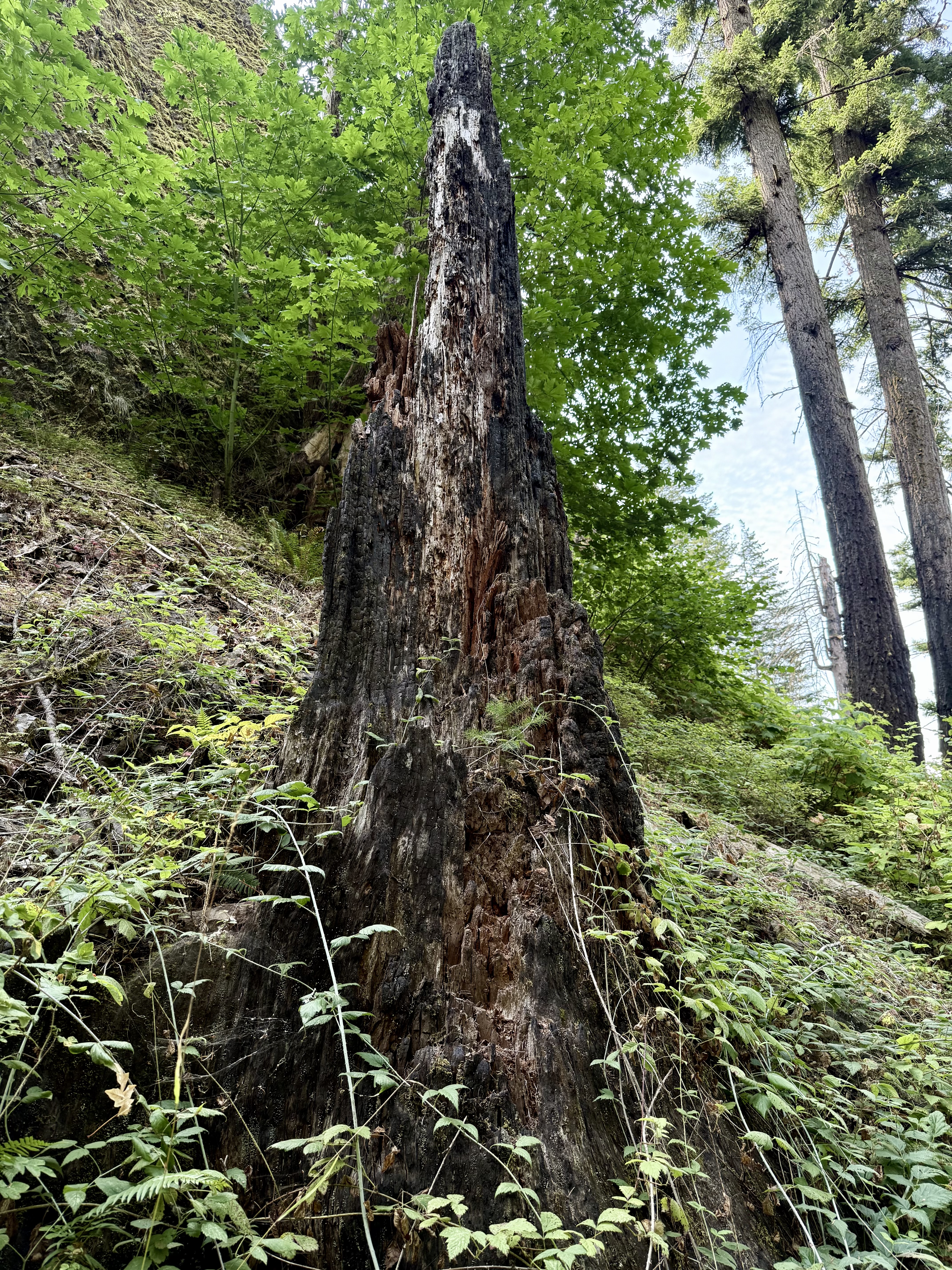 A large, blackened tree stump reaches toward the sky, revealing deep cracks and signs of weathering over time. New green plants grow around its base. Columbia River Gorge National Scenic Area, Oregon. 