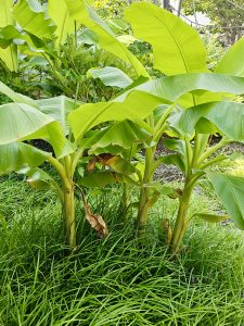 A group of young banana plants (Musa) growing lush and green under sunlight at the Oregon Zoo, Portland.