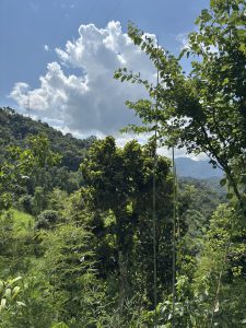 A lush green landscape with trees, bamboo, and rolling hills under a bright blue sky with clouds and a distant power line.