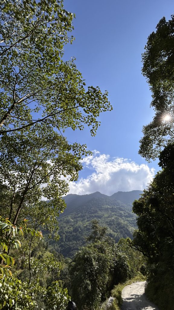 A scenic view of green hills, landscape framed by lush green trees under a bright blue sky.