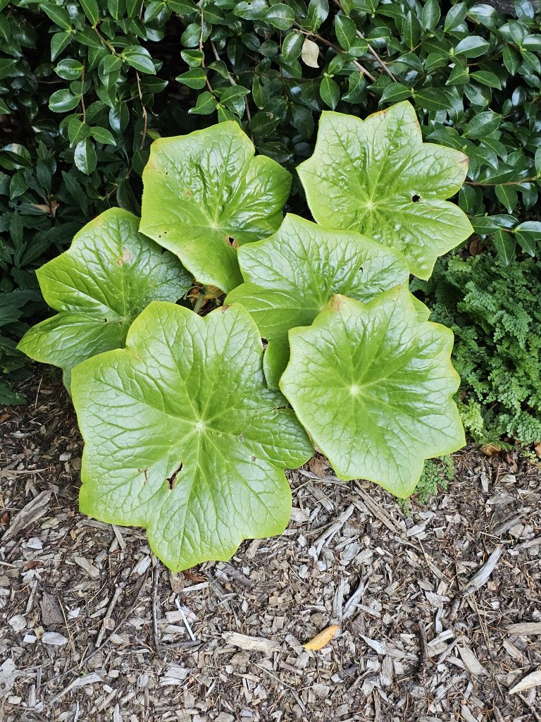 Shiny, round Mayapple leaves are growing close to the ground near a path. Photo taken at Pittock Mansion, Portland.