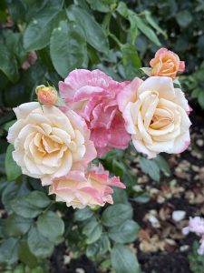 A bunch of soft peach and pink roses blooming together, including buds and full blossoms. Their soft pastel colors contrast beautifully with dark green leaves. Photo from International Rose Test Garden, Portland. 