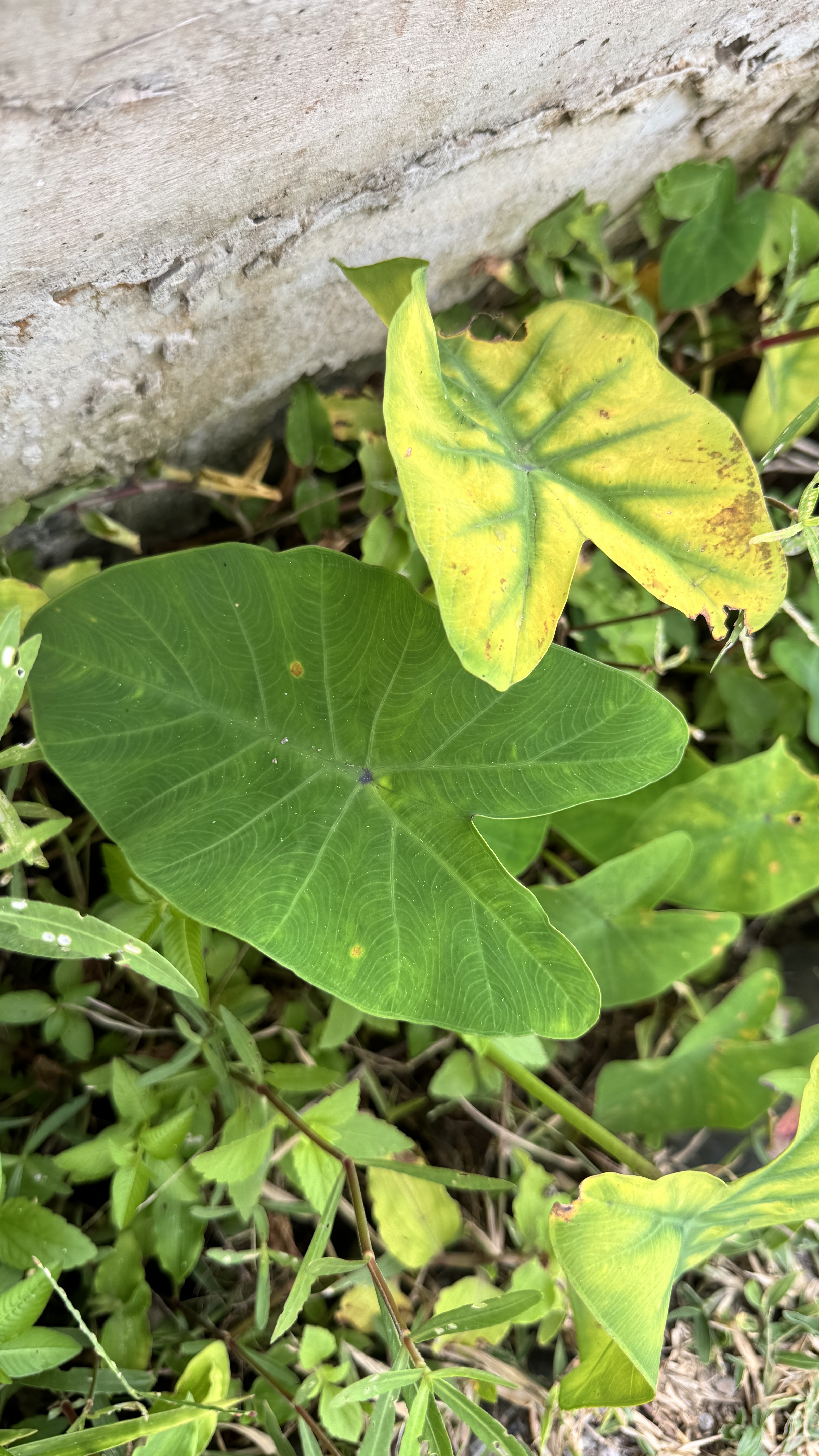 A large, green, heart-shaped taro leaf and a smaller yellowing one grow at the base of a weathered concrete wall.