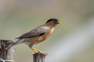 Close-up of a Brahminy Starling on a wooden post, showing its brown body, black crown, and yellow-orange beak and legs.

