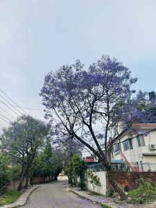 A quiet residential street is lined with Jacaranda trees in full bloom, dropping a carpet of purple blossoms onto the paved road and walkway.