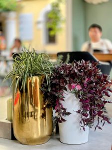 Two potted plants, one a spider plant in a golden pot and the other with dark purple leaves in a white pot, are featured in a blurred restaurant setting.