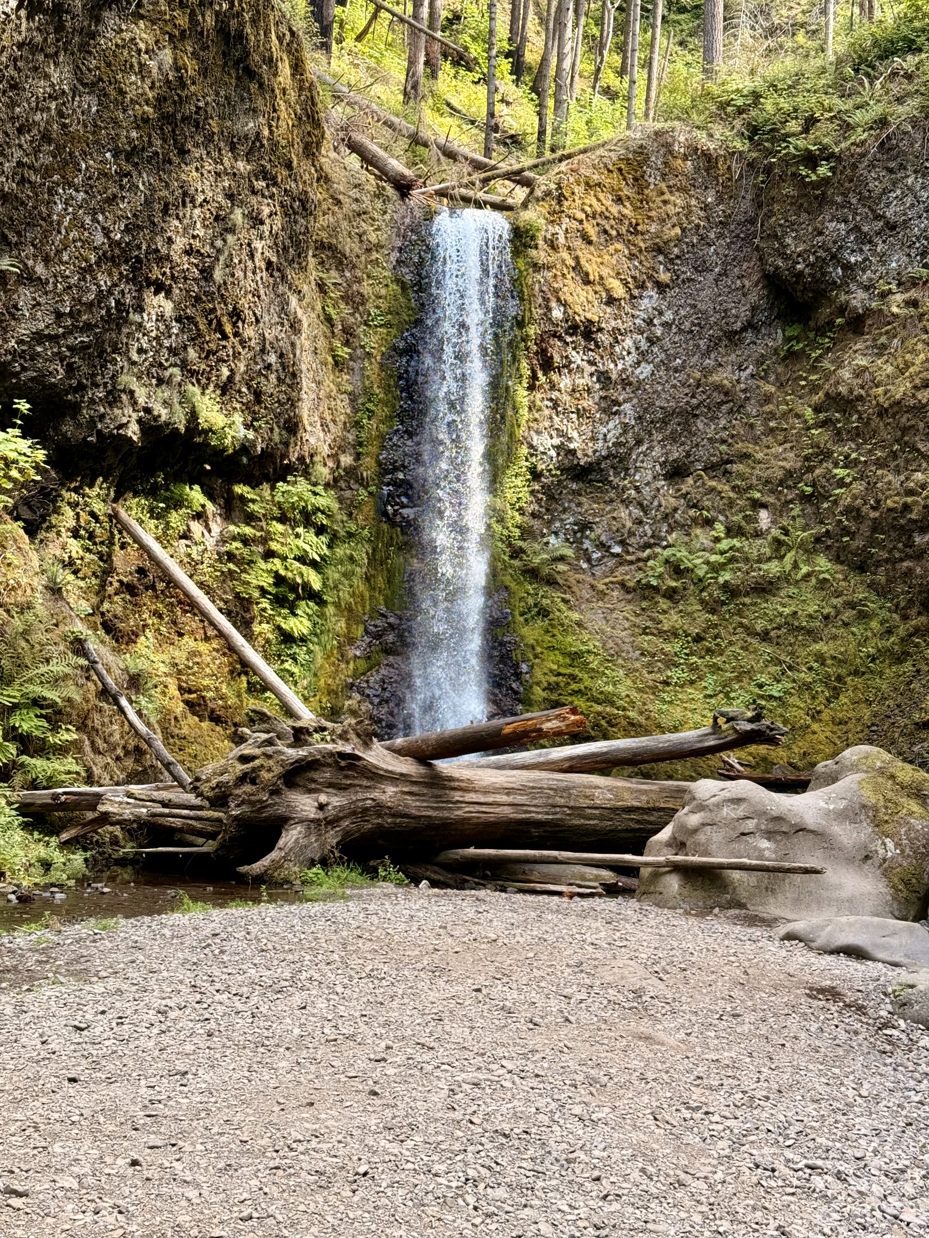 A scenic view of a tall waterfall framed by rocky cliffs and fallen logs, with a gravel clearing in the foreground. The lush greenery and forest surroundings highlight the beauty of the Columbia River Gorge area, Oregon, USA. 