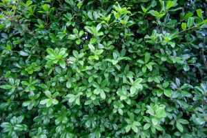 A dense arrangement of vibrant green leaves, showcasing a mix of glossy and matte textures, fills the image.
