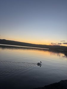 A serene sunset lake with a pelican gliding across calm, reflective waters framed by distant hills.
