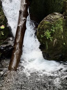 A close-up view of a small waterfall in the Columbia River Gorge area. A fallen log leans against a moss-covered rock as foamy water rushes past, creating motion and texture in this peaceful forest scene. 