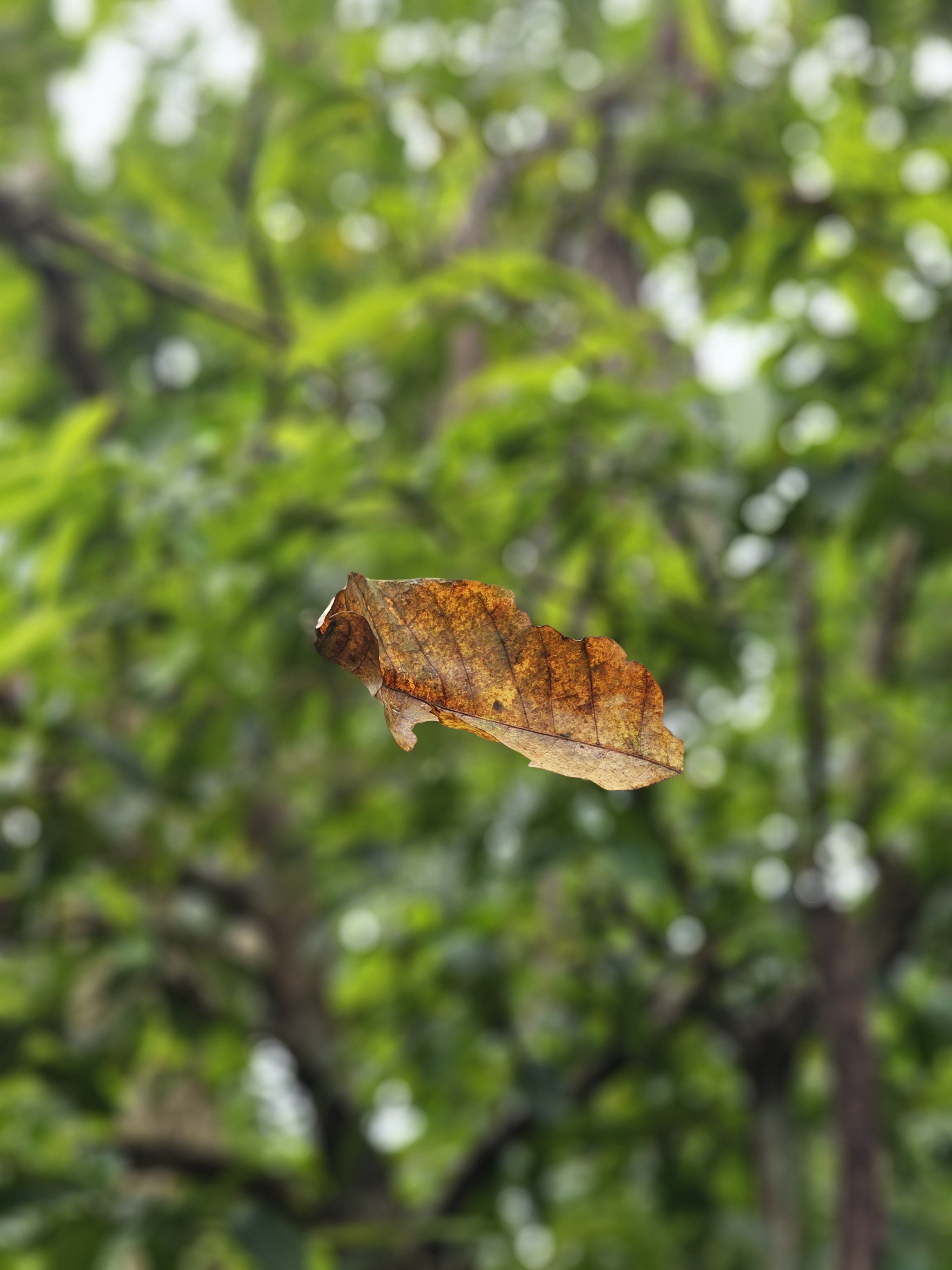 A single dried brown leaf caught mid-air, seemingly floating with green trees softly blurred in the background. Captured near Thusharagiri Falls, Kozhikode, Kerala.