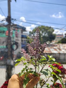 A hand holding a stem of a flowering plant with purple, small flowers and green leaves.