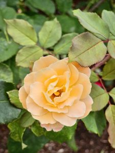 A fully bloomed yellow rose with gently curled petals, standing out brightly among green rose leaves. Captured in the Portland riverfront.