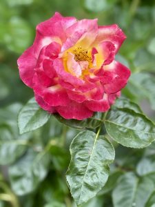 A bright red and yellow rose in full bloom, photographed in the evening at the International Rose Test Garden, Portland. The vivid colors and detailed petals stand out sharply against the green foliage. 