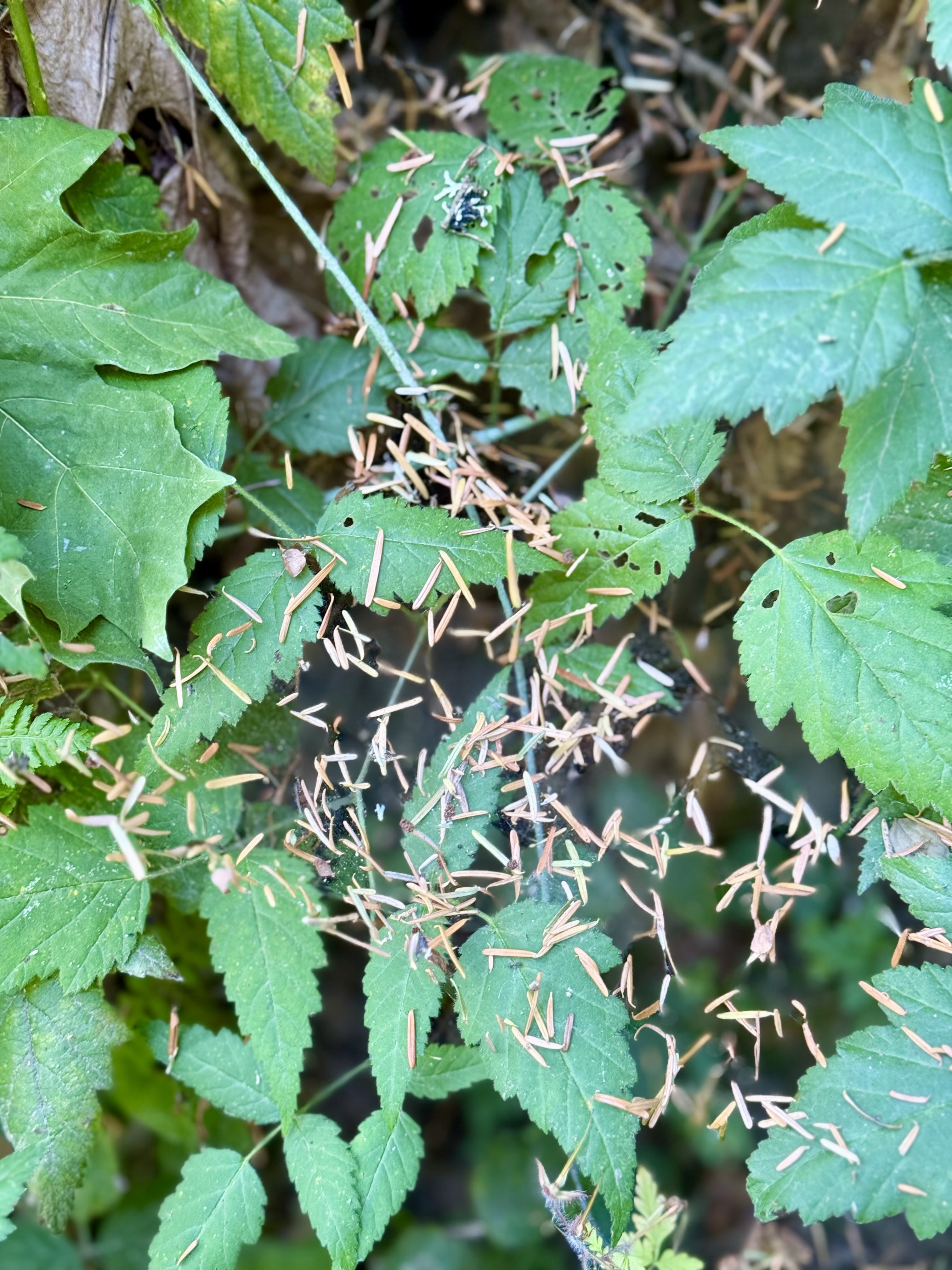 Green leaves covered with dry pine needles on the forest floor at Hoyt Arboretum, Washington Park, Portland, were captured close-up during a nature walk.
