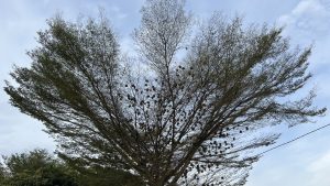 A large tree with sparse leaves and bare branches, showcasing numerous round nests clinging to its limbs.
