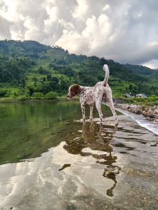A Spaniel dog stands a few inches into a body of water.  There's a large hill in the distance, covered in foliage, terraced landscaping is visible. The sky is folled with striking clouds.