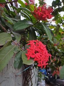 Cluster of red star-shaped flowers with green leaves.