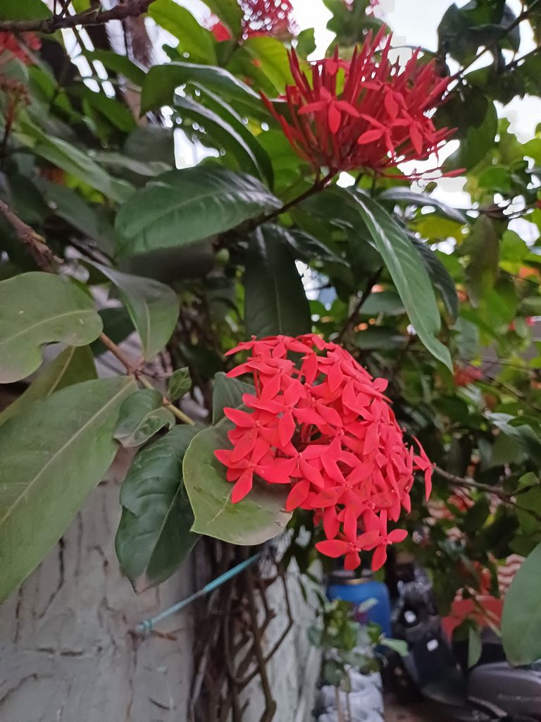 Cluster of red star-shaped flowers with green leaves.