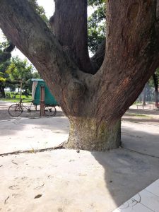 Close-up of a large tree with a thick trunk and broad branches, in a sunlit park setting. A bicycle with a green cart is parked nearby.