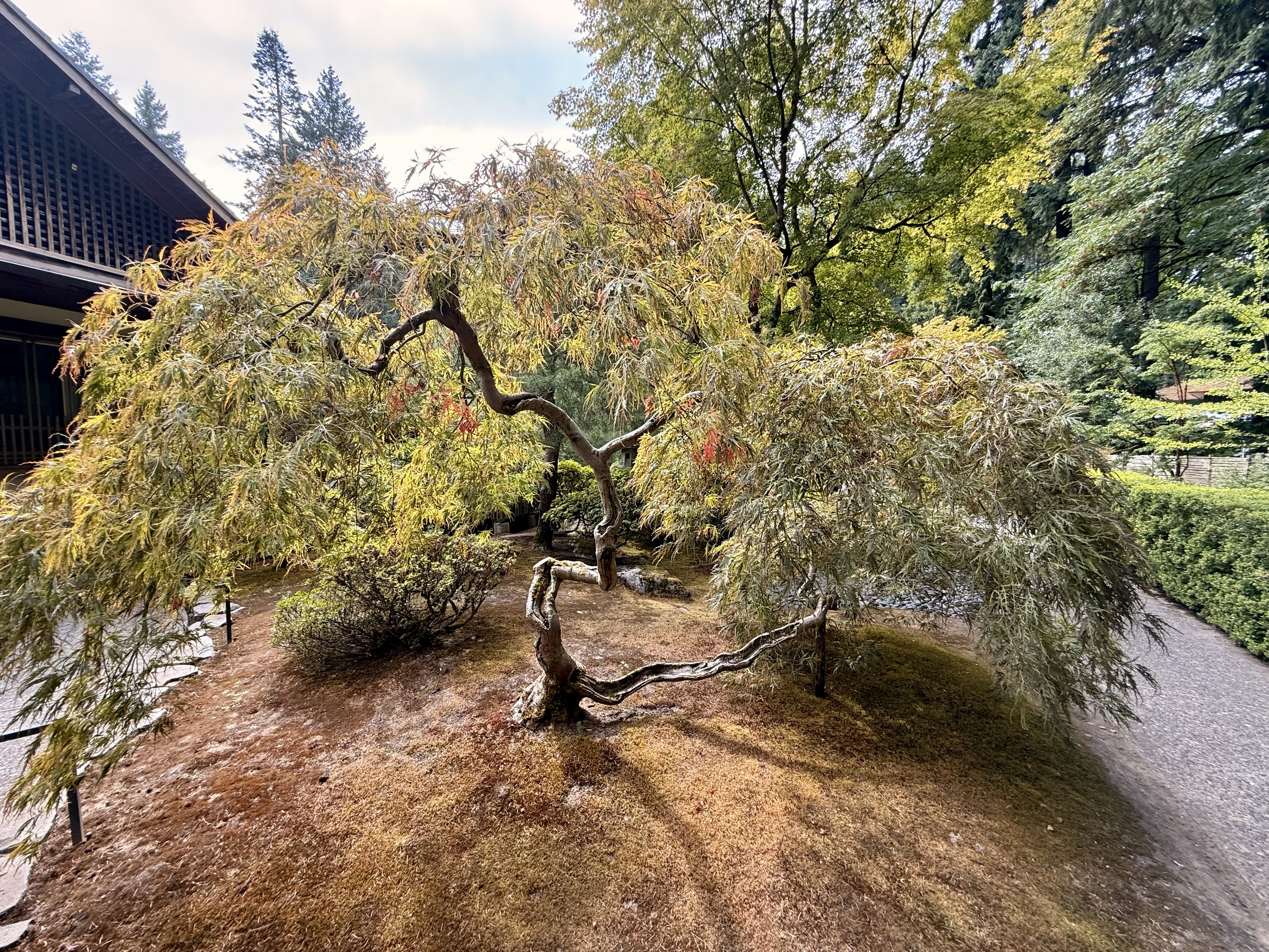 A gracefully curved Japanese maple tree in bonsai style with soft green leaves stands alone in a manicured garden bed. Captured at Portland Japanese Garden, Oregon. 