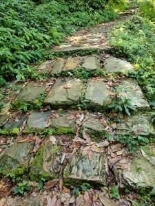 A winding stone path is lined with lush green foliage and patches of moss. 