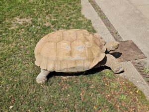 An African spurred tortoise (Sulcata) strolls across the grass beside a concrete path on a sunny day. Captured at the Oregon Zoo, Portland, Oregon. 