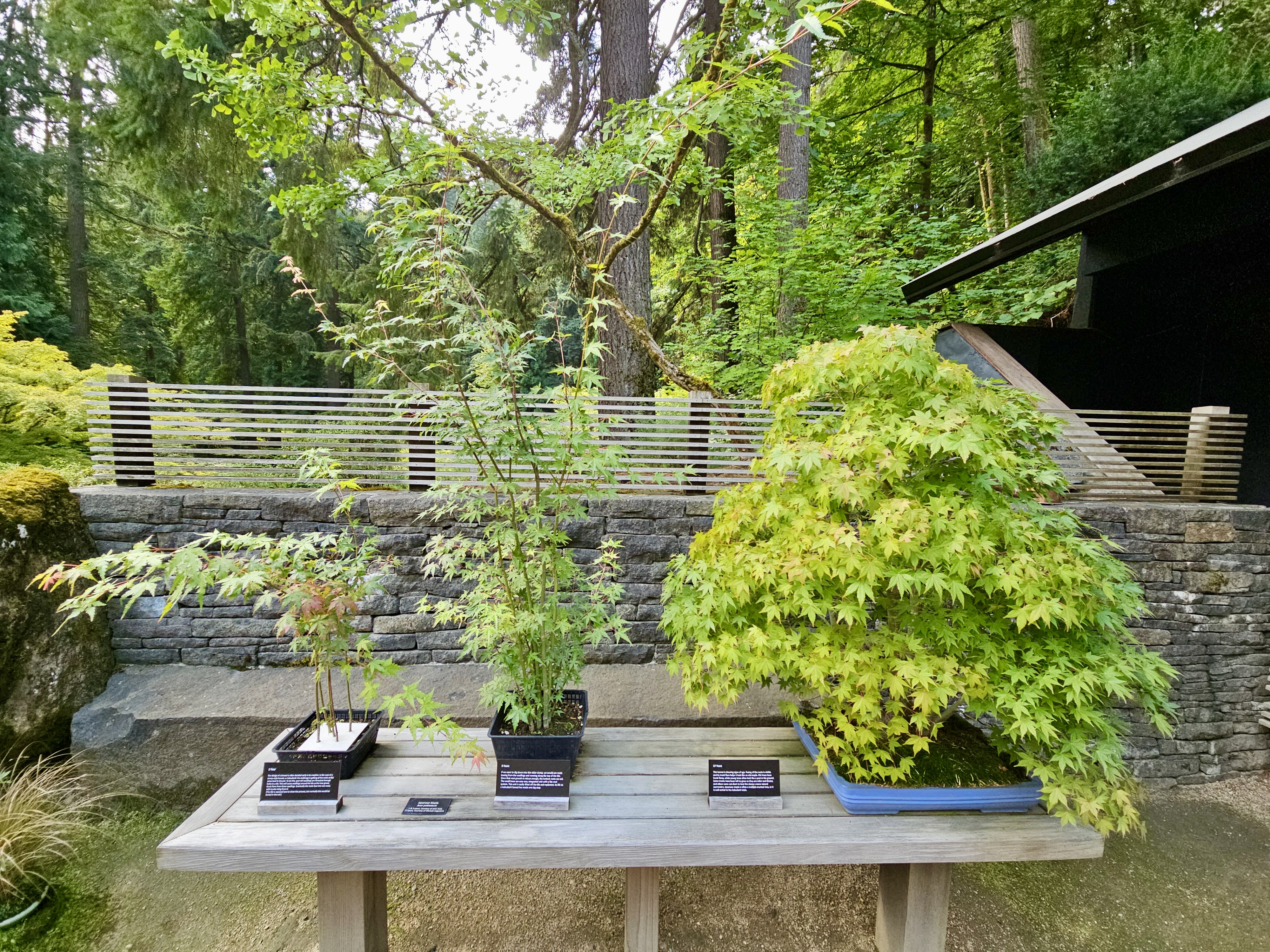 Three stages of Japanese maple bonsai trees in a row, each in a shallow pot on a wooden bench. The largest one has bright green leaves and sits in a blue pot. Photographed at Portland Japanese Garden.