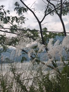 A serene landscape with white grasses, greenery, a reflective lake, gray clouds, and a leafless tree.