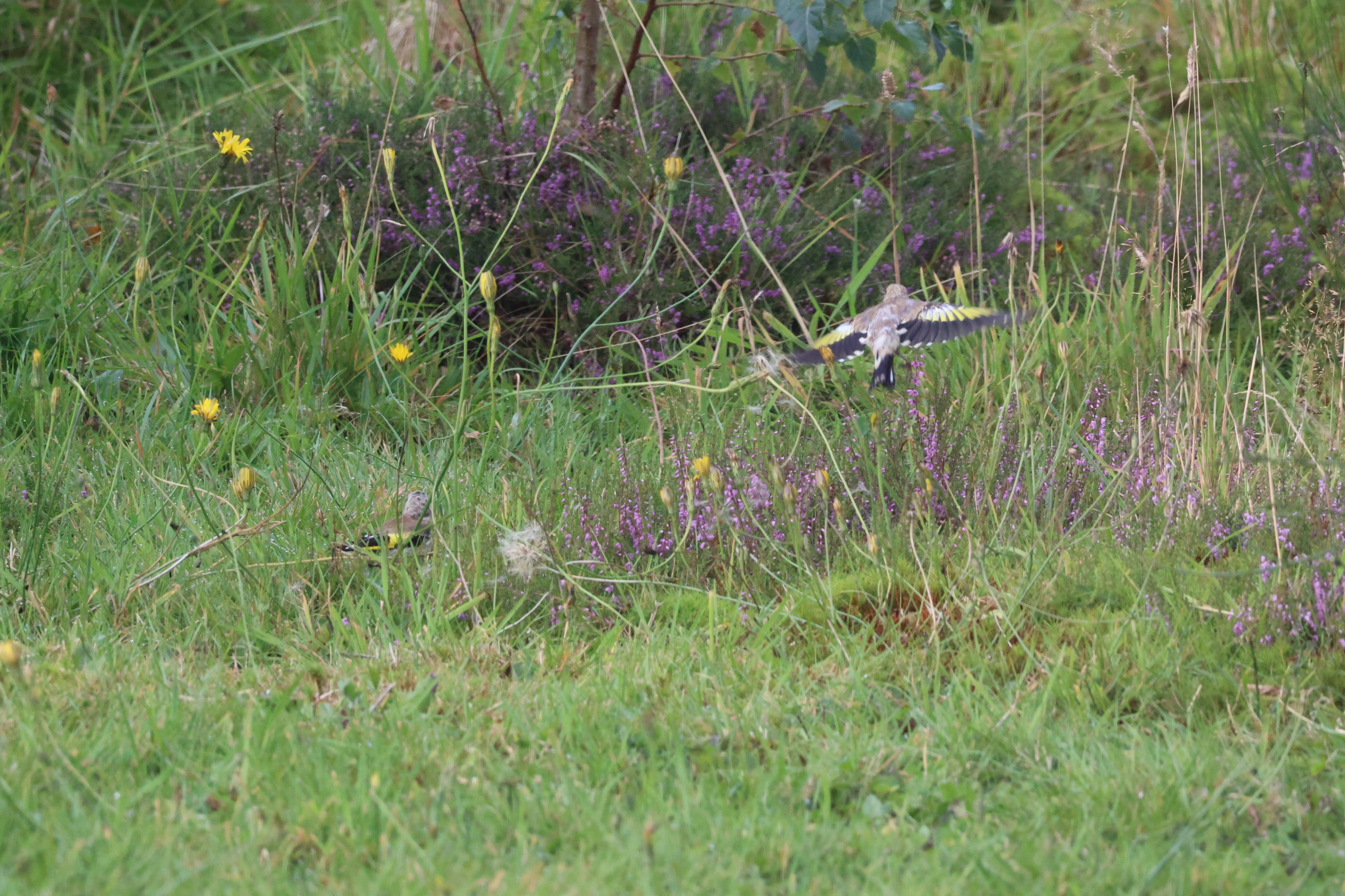 Two Goldfinches one feeding amongst the grass heather and dandelion head the other flying just above ground.