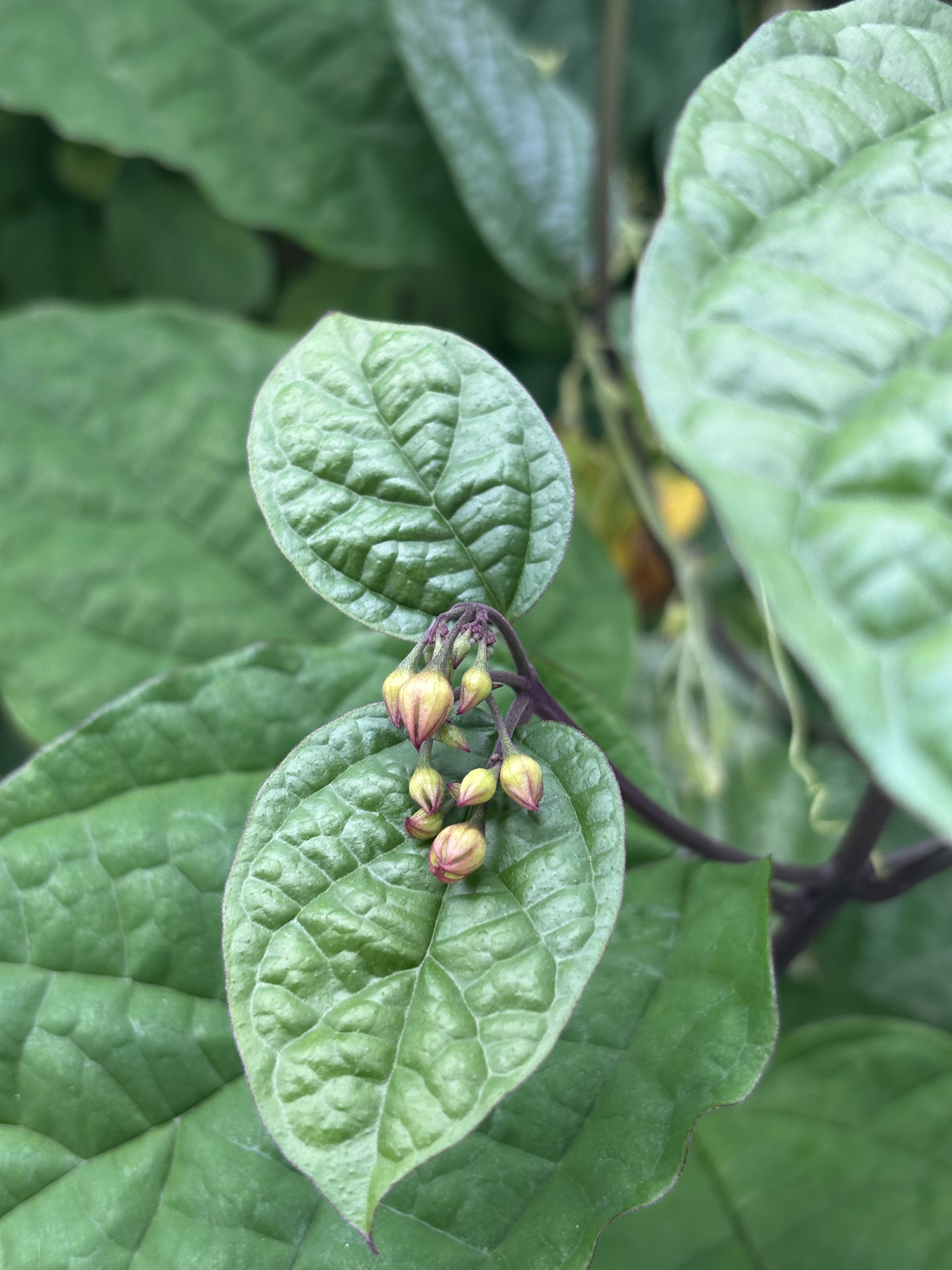 A close-up image of green leaves with textured surfaces, featuring a cluster of small, yellow buds.