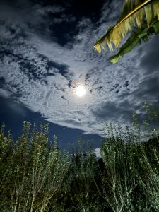 A striking night photo looking up at the bright full moon through a layer of streaky clouds, framed by dark foliage below and a banana leaf hanging in the upper right corner.