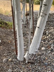 Cluster of white tree trunks with smooth bark growing among rounded stones and mulch in a dry landscape. Location: Streets of Portland. 