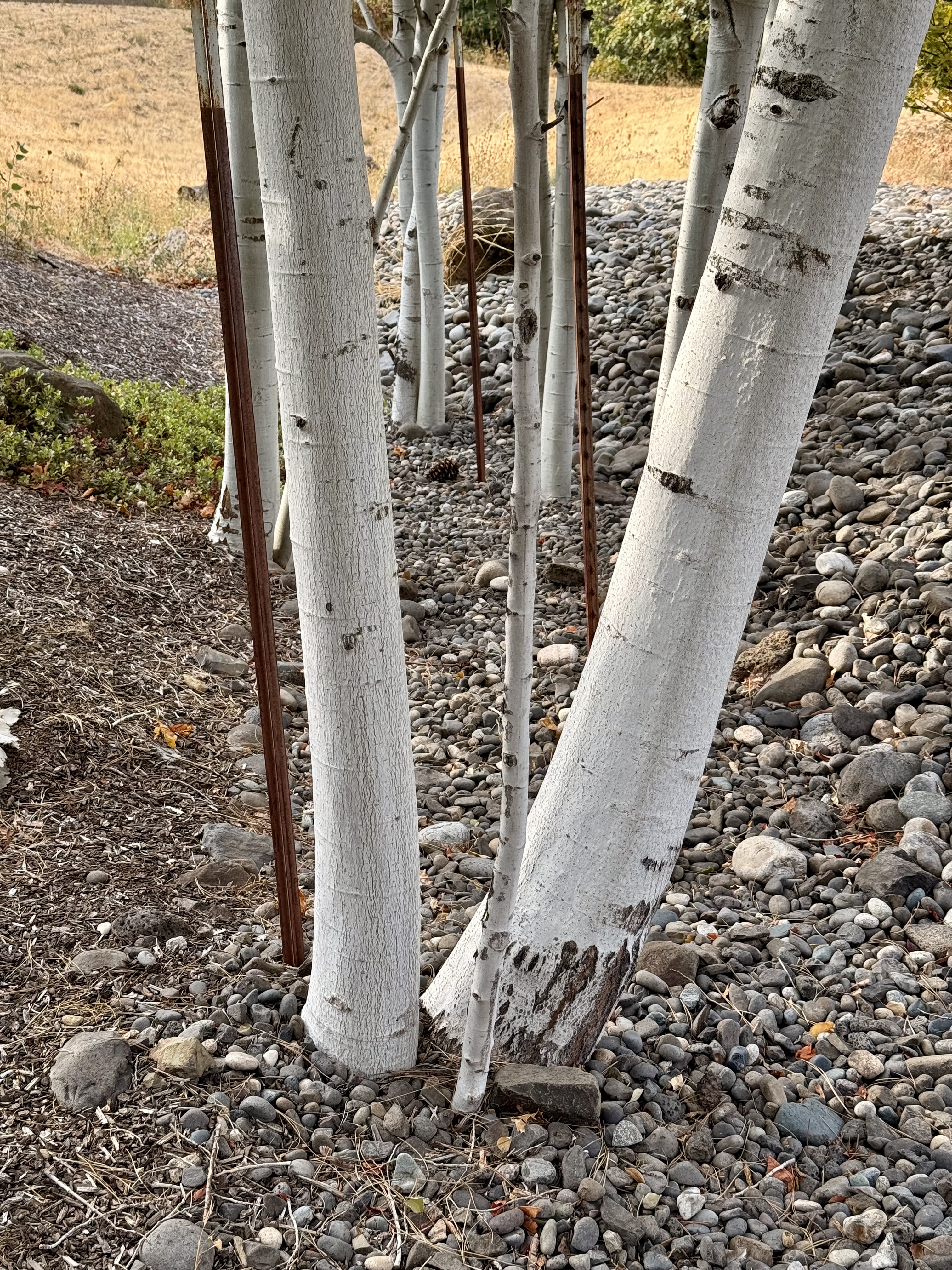 Cluster of white tree trunks with smooth bark growing among rounded stones and mulch in a dry landscape. Location: Streets of Portland. 
