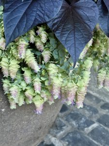 A planter with light green and purple bracts below dark, heart-shaped leaves. Captured in the evening at Pittock Mansion, Portland. 