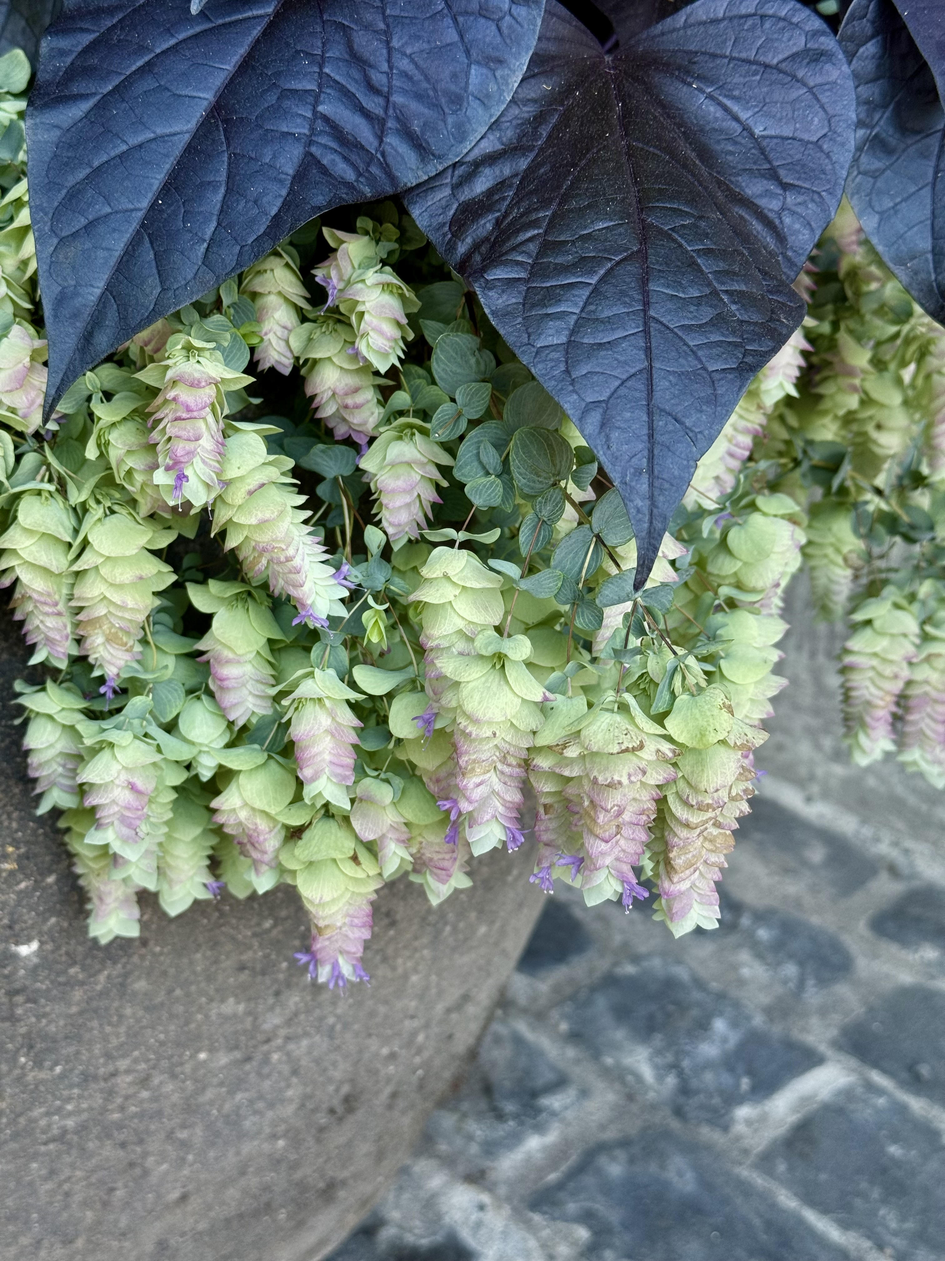 A planter with light green and purple bracts below dark, heart-shaped leaves. Captured in the evening at Pittock Mansion, Portland.