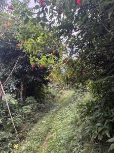 A narrow path winding through lush greenery, flanked by dense bushes and trees with vibrant red flowers. 