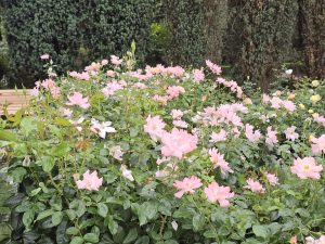 A wide view of a bush full of blooming light pink roses near trimmed cypress trees. Captured at the International Rose Test Garden, Portland, in the evening.