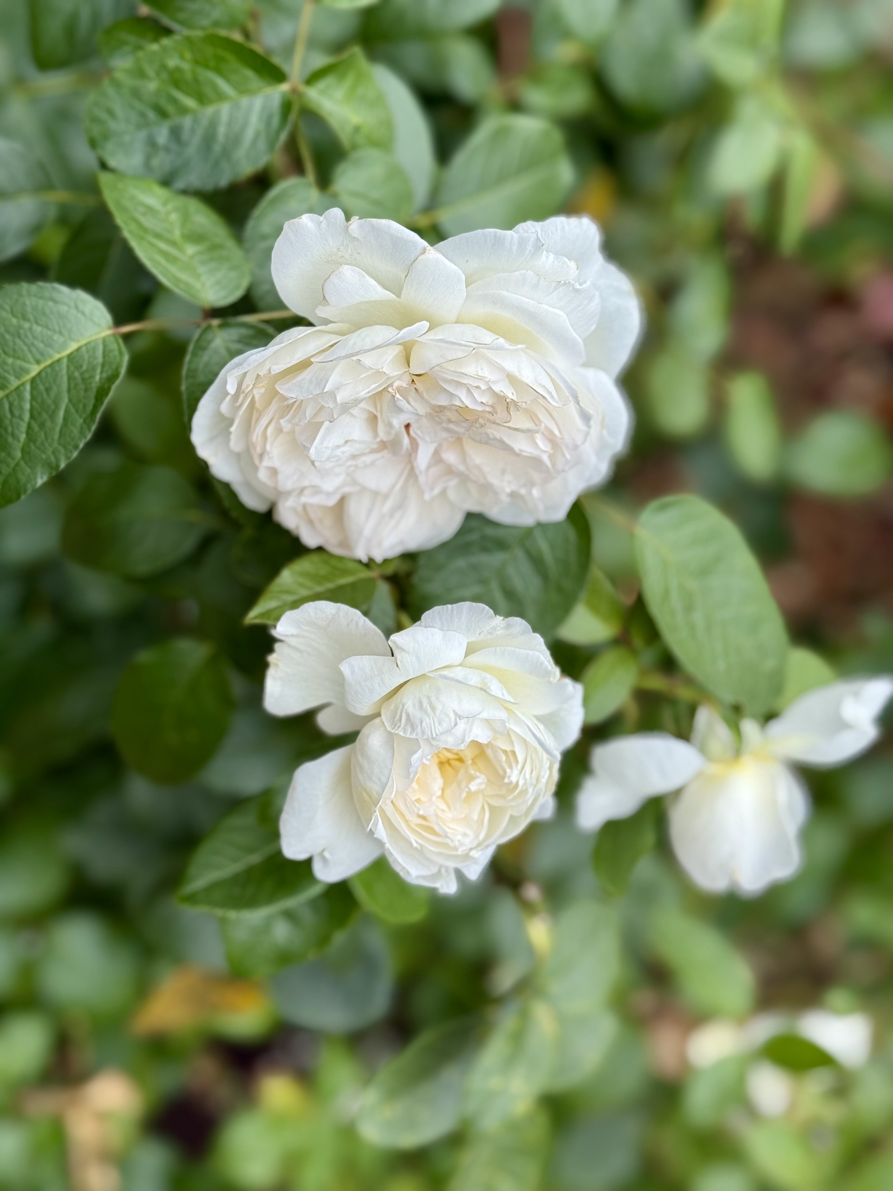 Three white roses in various stages of bloom, captured with soft lighting and greenery around, taken in the evening at the International Rose Test Garden, Portland.  