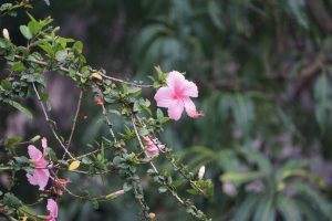 Pink hibiscus flower in bloom on a leafy branch, with several buds and blossoms against a blurred green background.