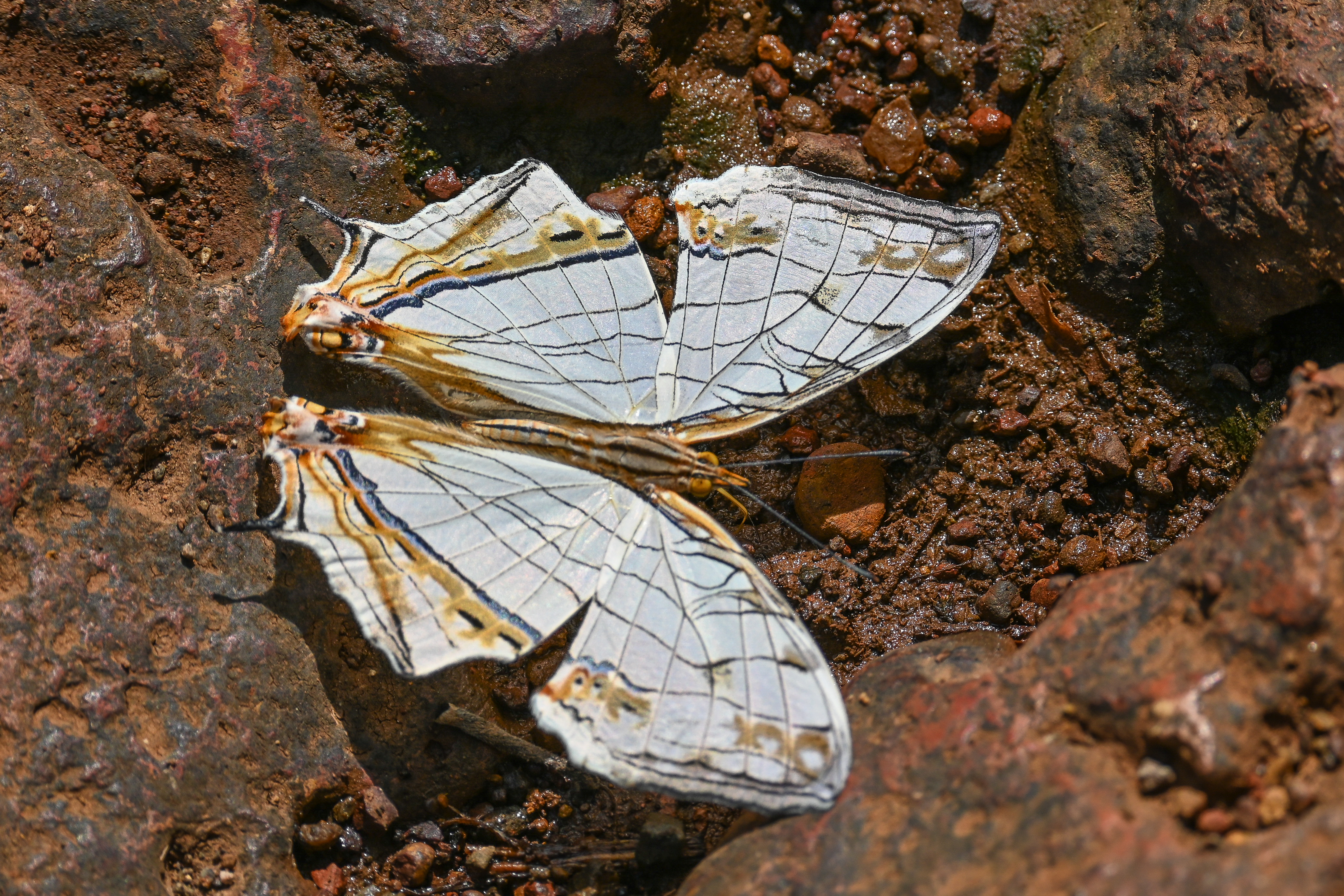 A close-up of Common Map Butterfly resting on rocky ground, displaying intricate patterns on its wings, with hints of orange and black detailing. The surroundings include small pebbles and earthy textures, creating a natural habitat setting.