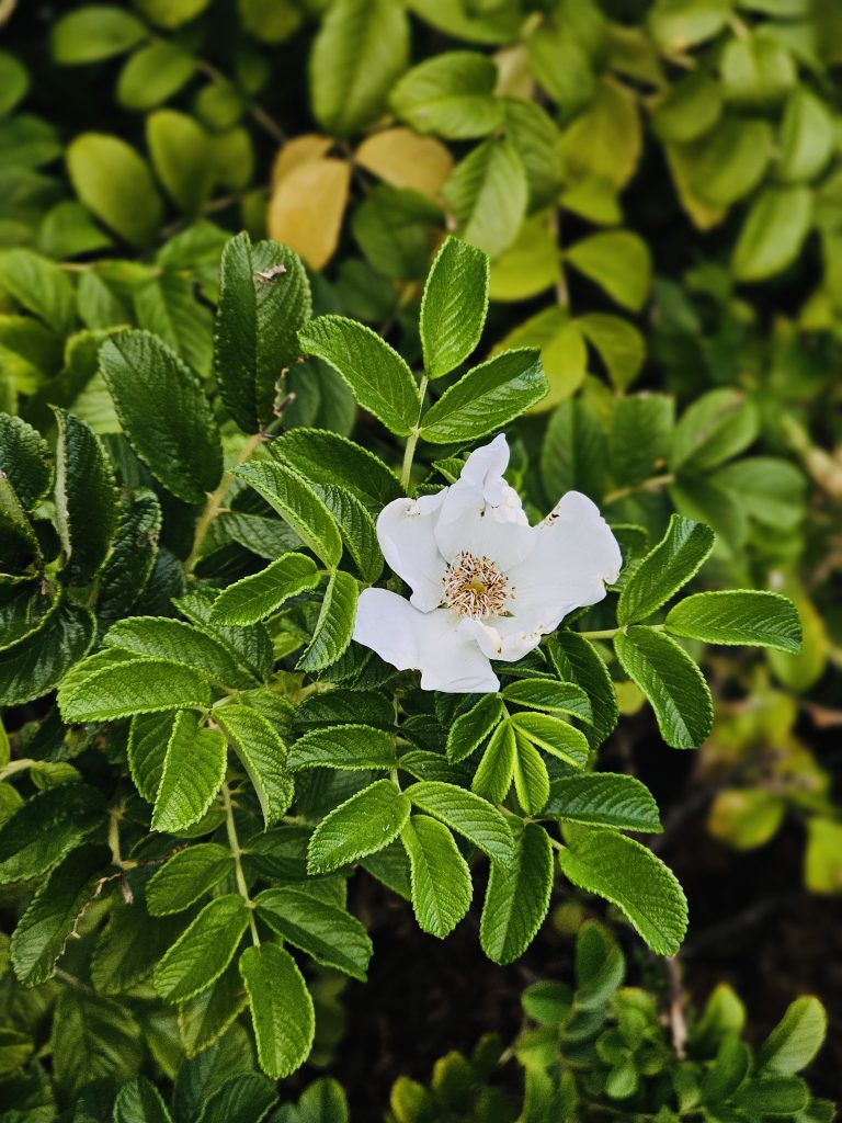 A single white wild rose stands out among bright green leaves in the evening light at Washington Park, Portland. Soft bokeh in the background enhances the flower’s delicate appearance, a clean and clear nature portrait.